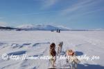 Swedish Lapland - Dog Sledding Expedition - Samiland 78