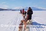 Swedish Lapland - Dog Sledding Expedition - Samiland 79