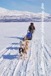 Swedish Lapland - Dog Sledding Expedition - Samiland 80