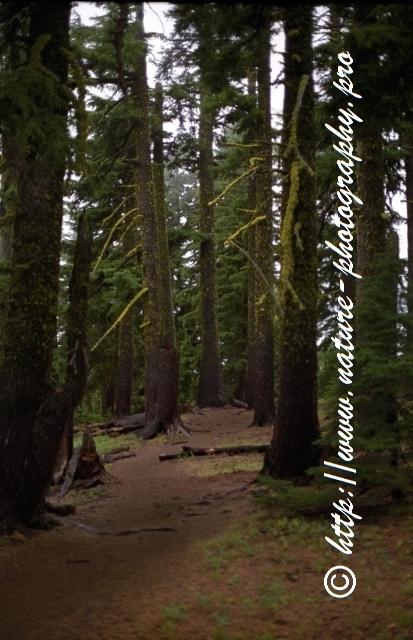 California - Redwood NP 1