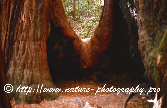 California - Redwood NP 14